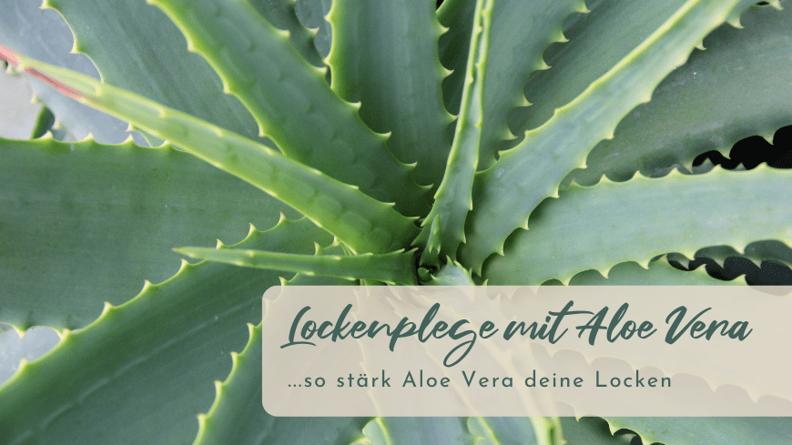 Lockenpflege mit Aloe Vera  Wie Aloe Vera deine Locken strkt  heyCurlz